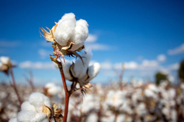 Buds along the nile, Story of the "Giza Cotton".
